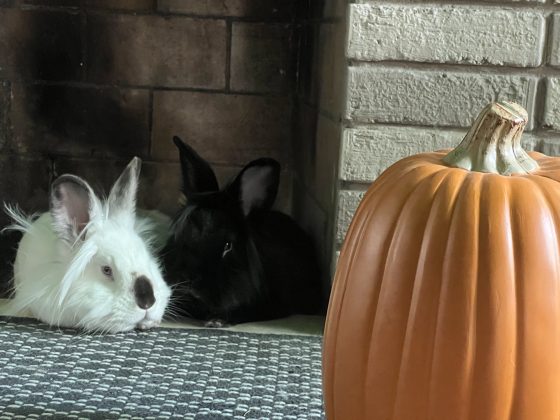 Honey, a white rabbit with dark features, and Puff, a black rabbit, are laying inside my fireplace. They inspect an orange plastic pumpkin in the foreground.