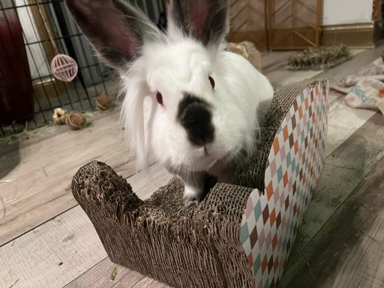 Honey, a white rabbit with a dark patch on her nose and dark ears, sits on a corrugated cat couch. It has visibly been chewed on, because in this case it is in fact a bunny couch. Honey looks directly at the camera.