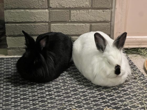 Puff, a black rabbit, and Honey, a white rabbit with dark ears and a dark spot on her nose, sleep in cat-like loaf shapes on a gray rug.