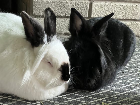 Honey, a white rabbit with dark ears and a dark nose, sleeps next to Puff, a black rabbit.